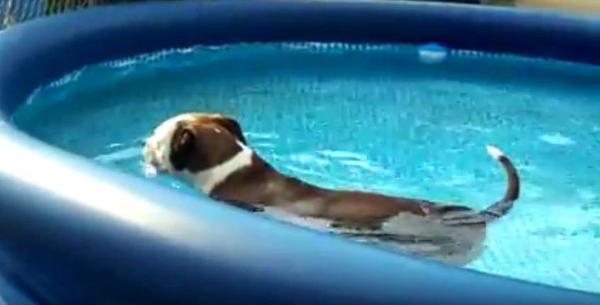 Dog Sneaks into Backyard Pool