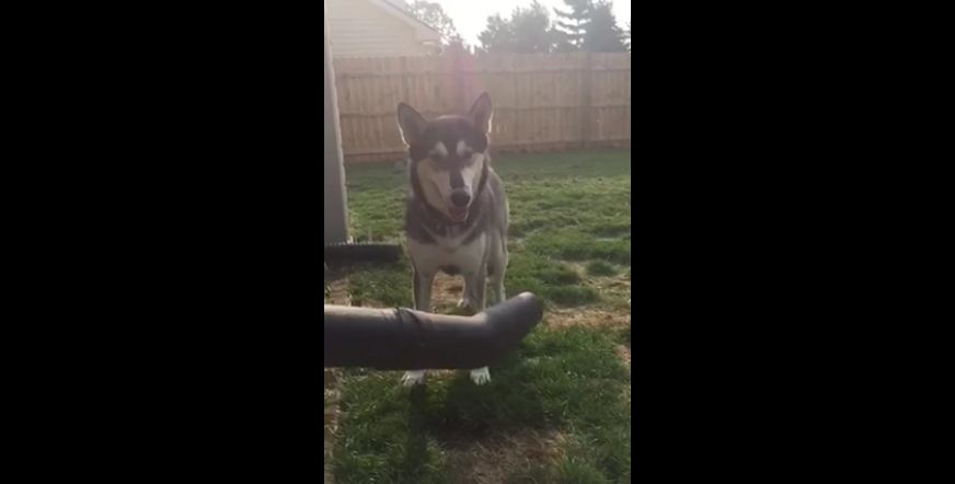 This Dog Is Endlessly, Hilariously Fascinated By A Gardening Tool