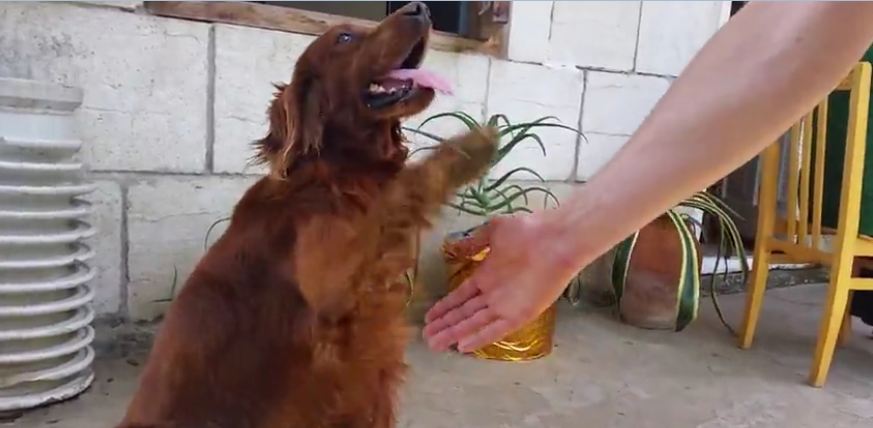 Polite dog likes to shake hands with humans