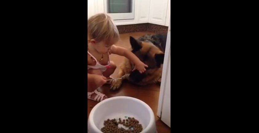 Toddler Spoon Feeds Her Dog