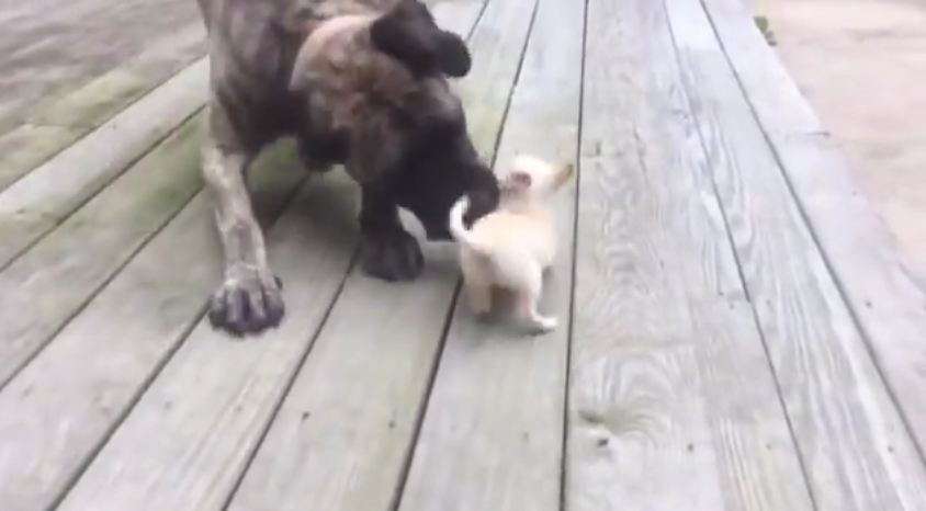 It Looks Like This Chihuahua Is In Trouble, But The Gentle Giant Is Just Playing