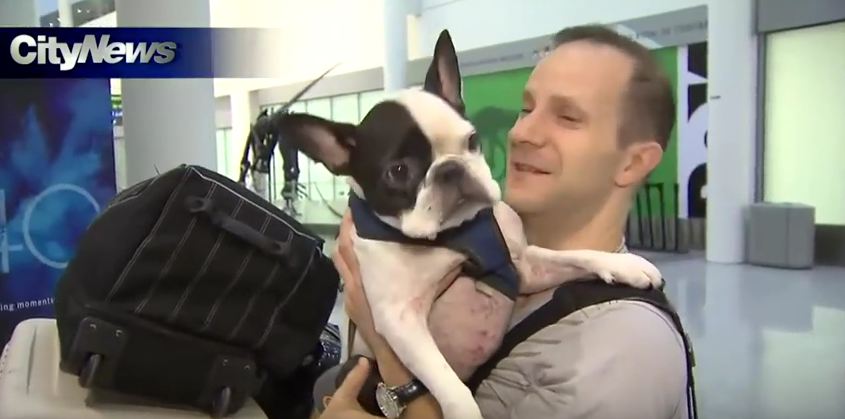 Pilot Turns Around To Save Dog’s Life Aboard Air Canada Flight