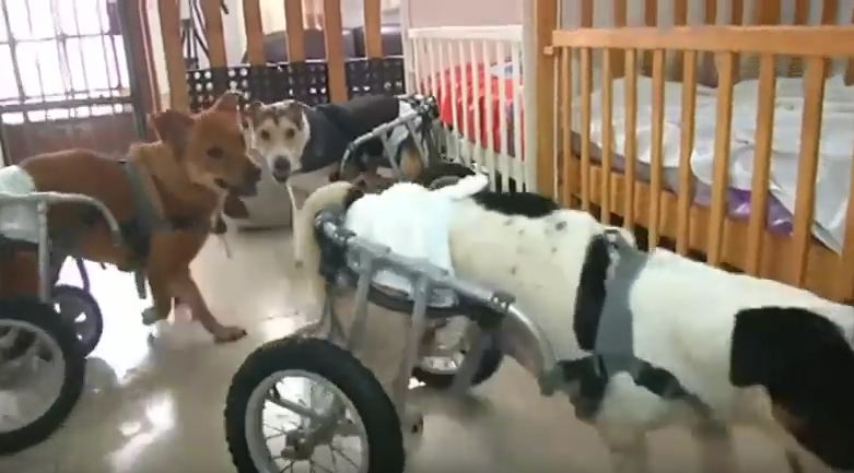 This Woman Runs A Shelter For Dogs With Disabilities In The Most Difficult Place On The Planet