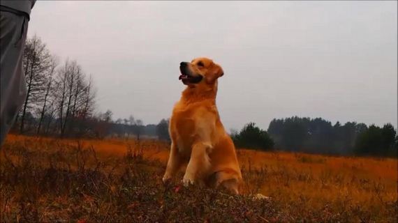 Golden Retriever performs impressive tricks