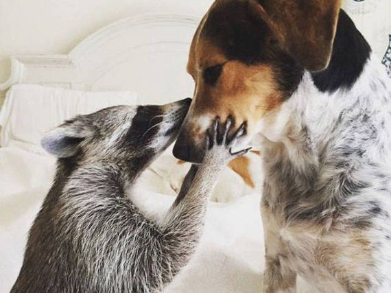 Meet The Baby Raccoon That Was Raised By Dogs