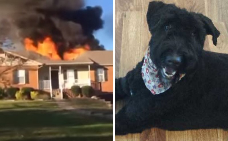 Man Runs Into Burning Building To Save Dog. Watch Him In Action!