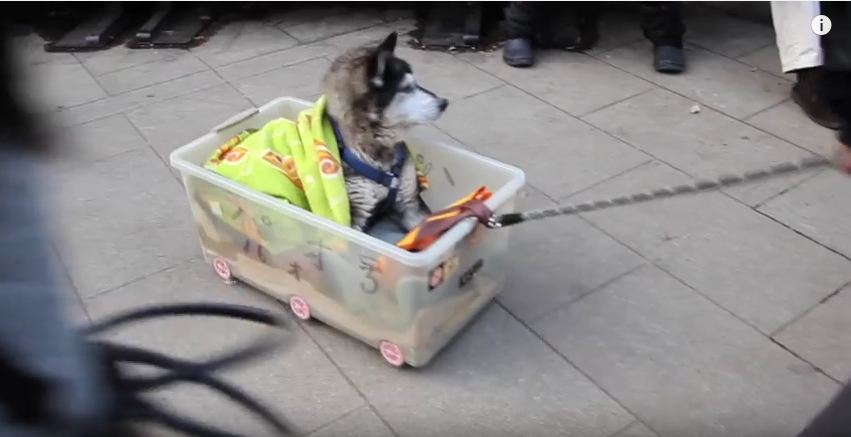 Man Shows us all How to Respect our Elder Dogs