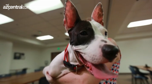 Two-Legged Stray Gets Gift of a Lifetime