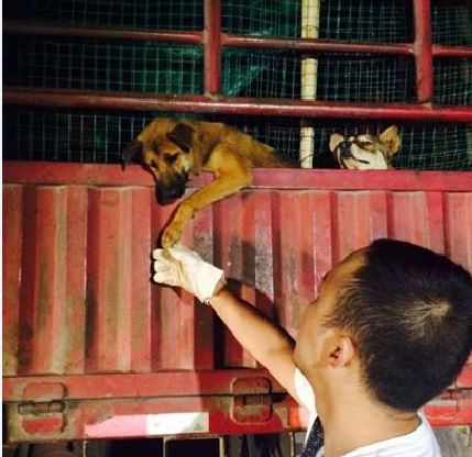 Grateful Dog Rescued From The Meat Trade Reaches Down And Shakes The Hand of His Rescuer