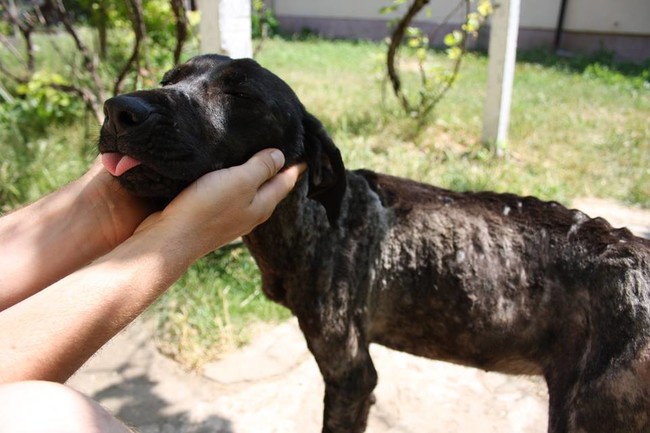 Once They Took This Pup Out Of The Concrete Cage She Was Living In…She Lit Up