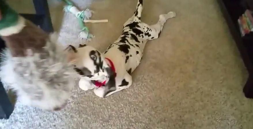 Great Dane puppy takes a ride with his duck