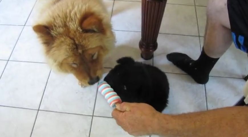 Adorable Chow Chow Dogs Enjoy a Popsicle