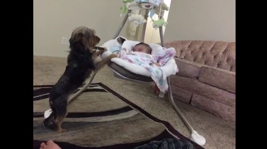 Loving dog gently rocks baby cradle