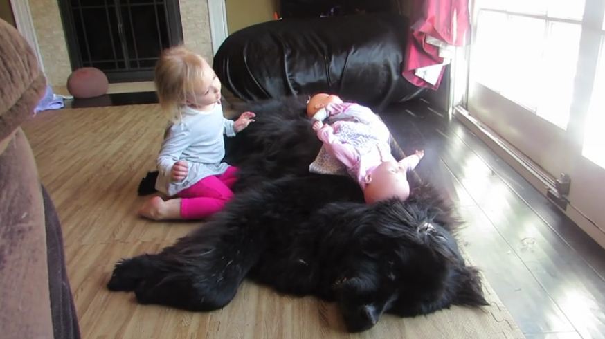 Relaxed dog entertains toddler