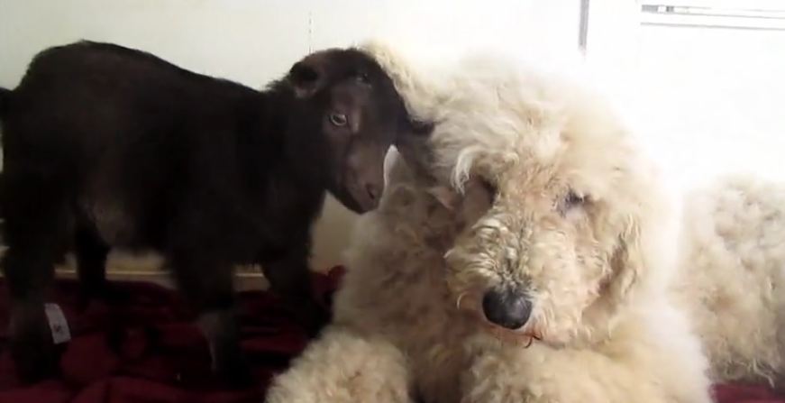 Patient dog entertains baby goat