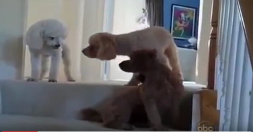 When Mom Asks Who Made The Mess, This Dog Is Totally Busted