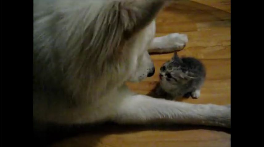 When A Wolf Dog Sees A Kitten For The Very First Time, What Happens Is So Sweet