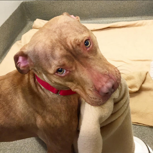 Remember The Video About Dog Who Made His Bed Every Day At The Shelter – He Found A HOME!