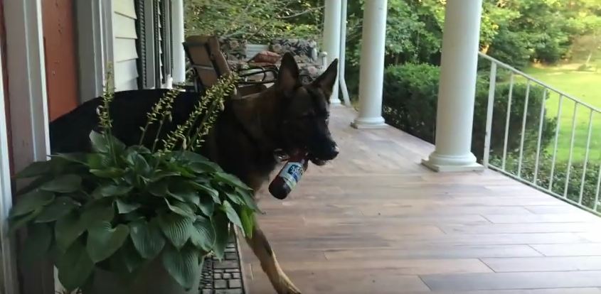 The Dog Knew They Were Having A Rough Day — So He Helps In The Coolest Way
