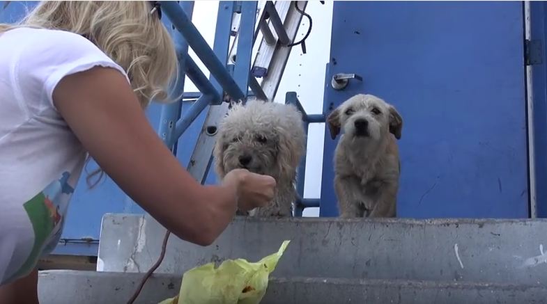 These Dogs Were Living In A Trash Heap, But Rescuers Knew They Had To Be Saved