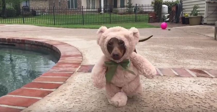 Give Up Now — This Dog Just Epically Won Halloween With This Costume!