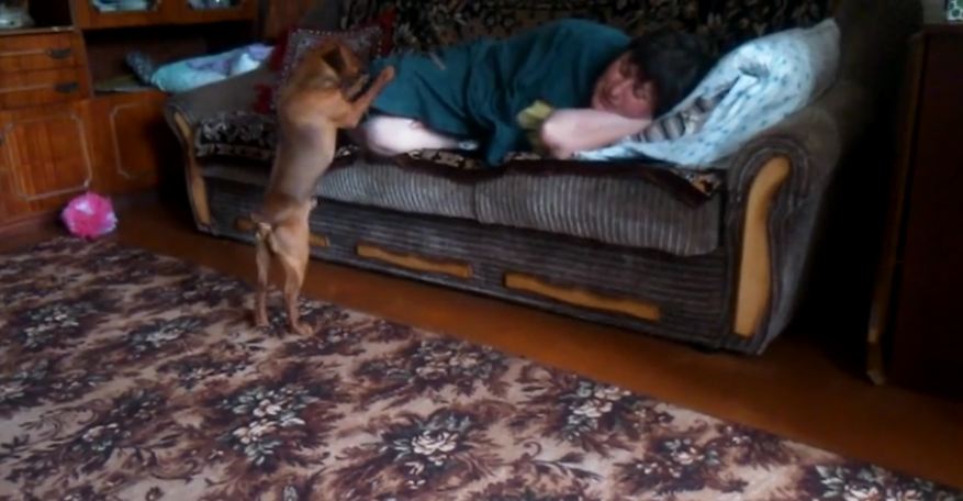 Dog begs for attention in peculiar way