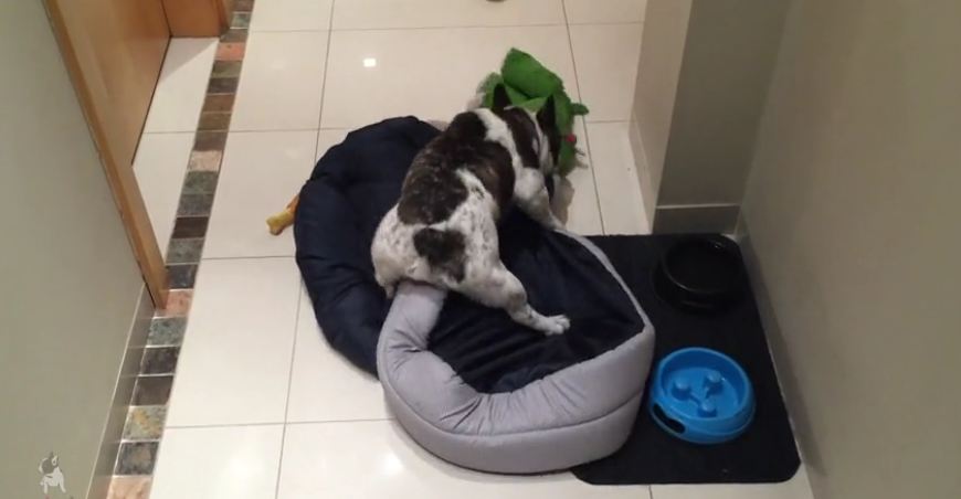 Think this French Bulldog is excited about his new bed?