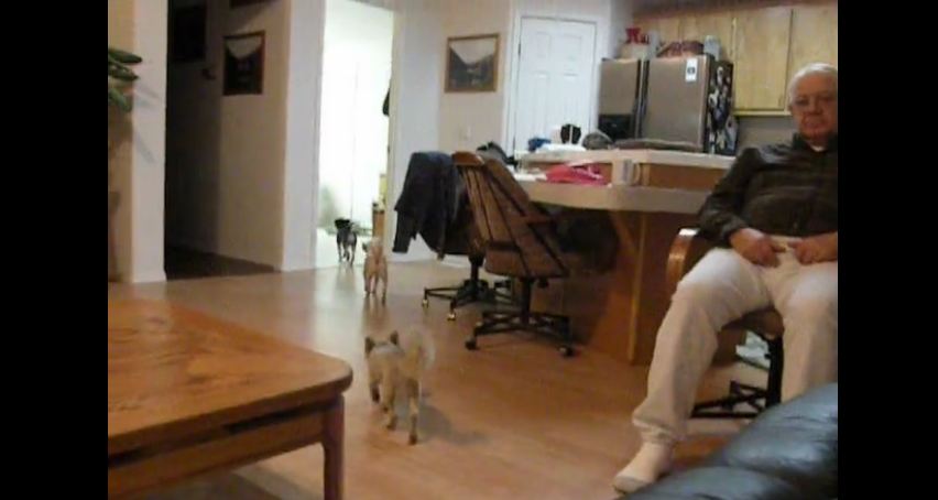 Dogs know exactly when it’s time for bed