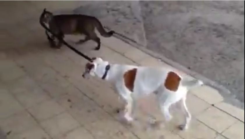 This Pup Has A Very Unusual Dog Walker That You Have To See To Believe