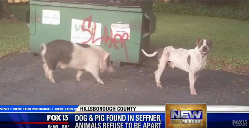 Missing Dog Found Wandering The Streets With Large, Unusual Friend