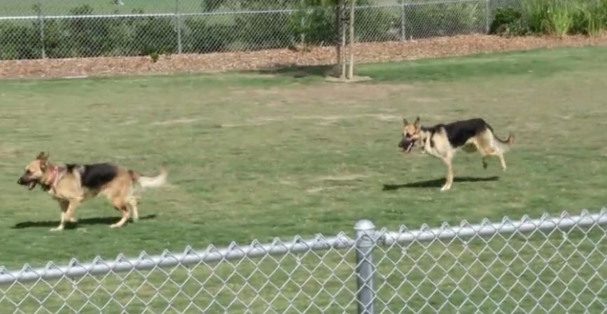 Three-legged German Shepherd loves the dog park