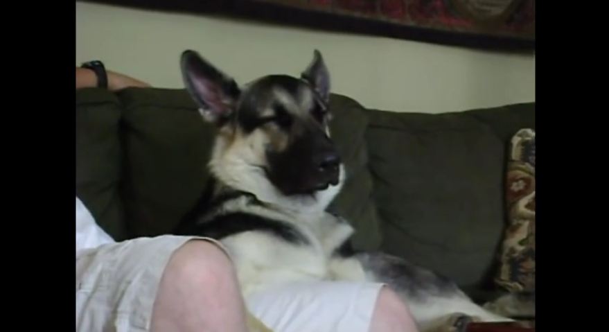 German Shepherd struggles to stay awake