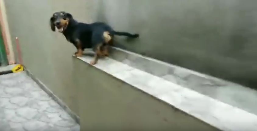 It Looks Like He’s Stuck, But This Wiener Dog Finds A Hilarious Solution