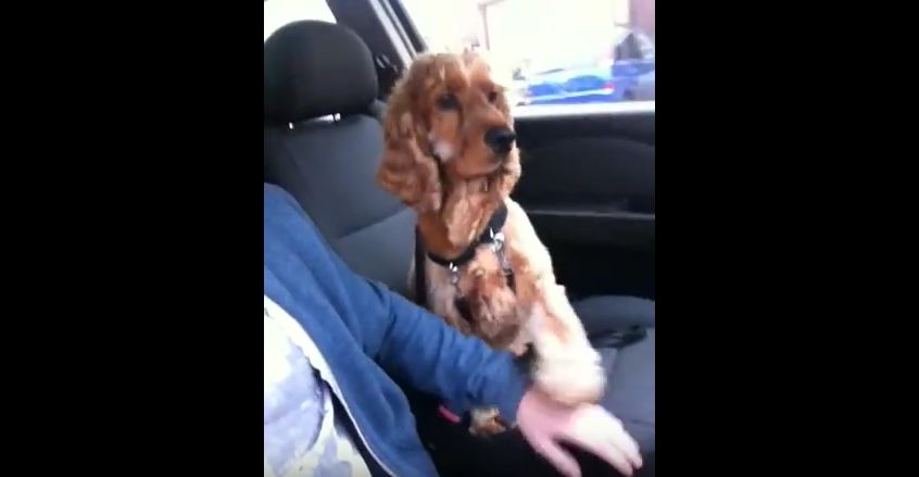 Silly Pup Refuses To Ride In The Car Unless His Human Holds His Paw For Comfort