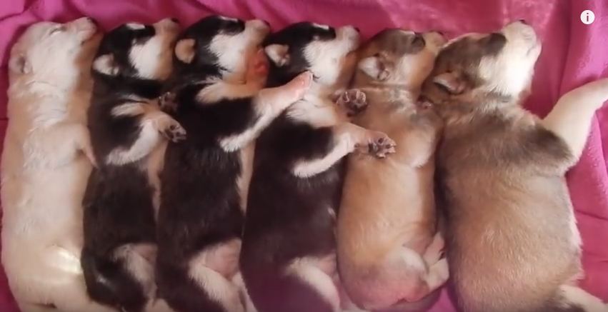 This Row Of Sleeping Husky Puppies Is Just Too Cute!