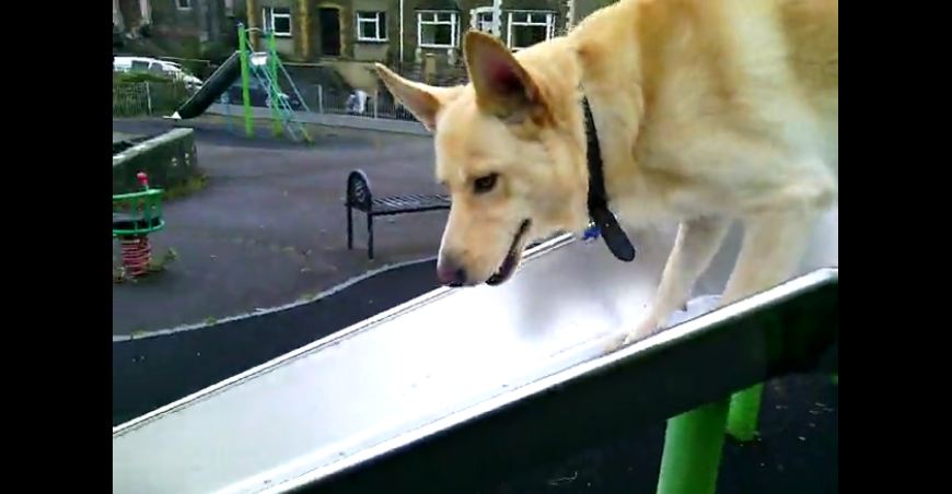 German shepherd plays on a park slide