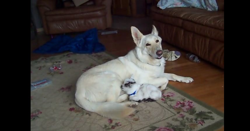 White German Shepherd cuddles baby goat