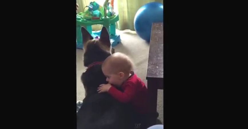 German Shepherd and baby are best friends