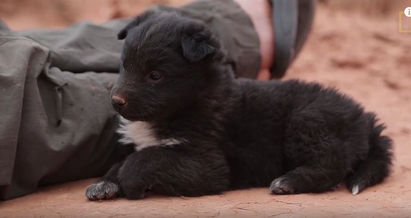 Expeditioners Rescue Puppy Rescued from Desert