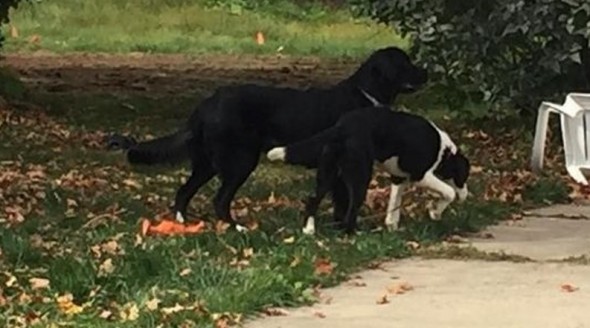 Dog Facilitates Rescue of Dog Buddy from House Fire