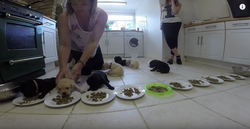 10 Pups Eat Solid Food With Mom For The First Time And What A FEAST It Is!