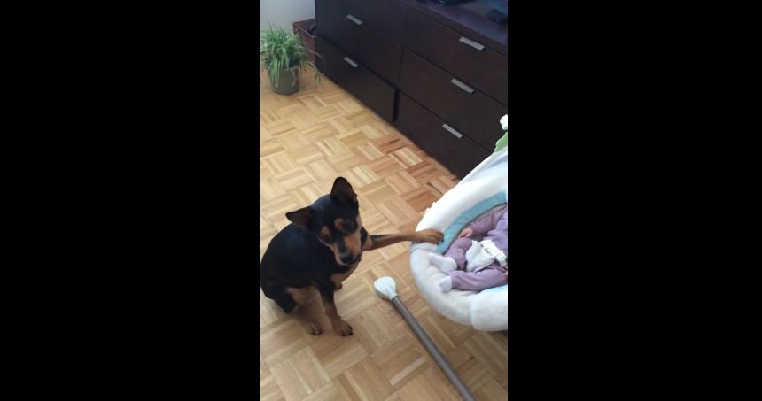 Dog trained to gently rock baby cradle