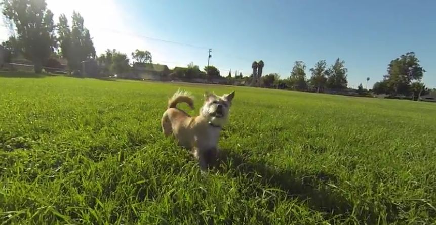 Well trained dog executes the rollover flip