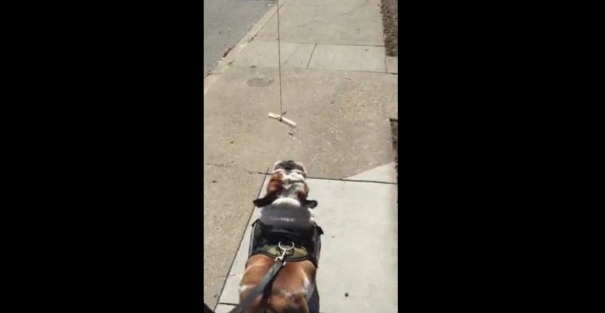 How to make a lazy bulldog go for walks