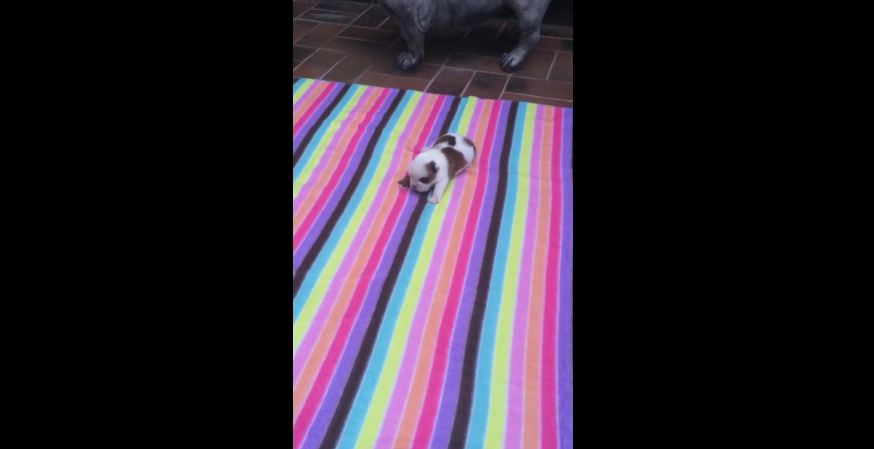 Tiny bulldog puppy learns how to bark