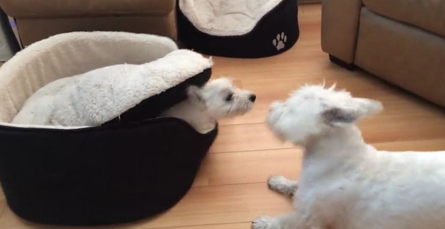 Terriers engage in hilarious game of peek-a-boo