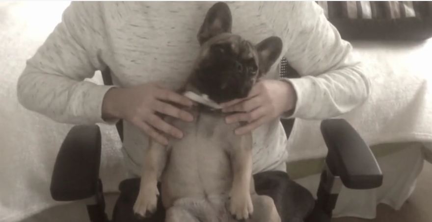 French Bulldog puppy enjoys relaxing massage