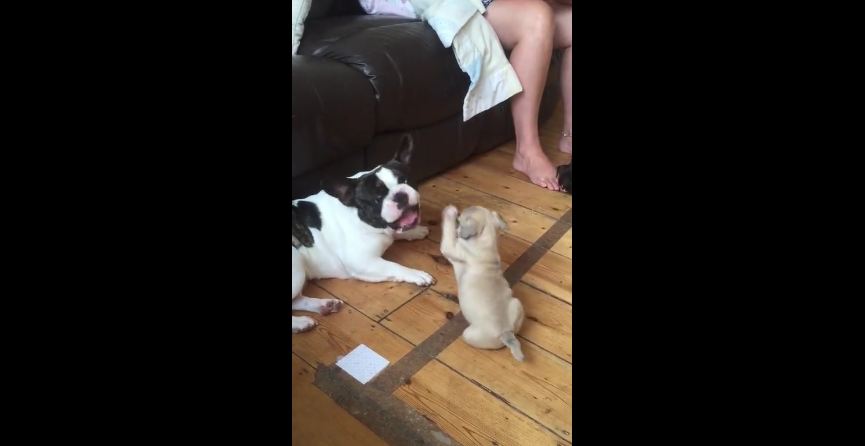 French bulldog plays with puppy