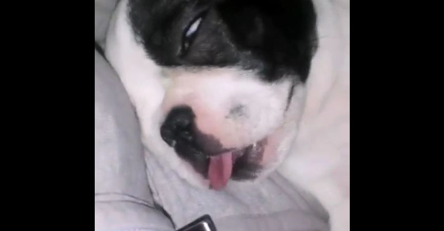 French Bulldog puppy sleeps with tongue sticking out