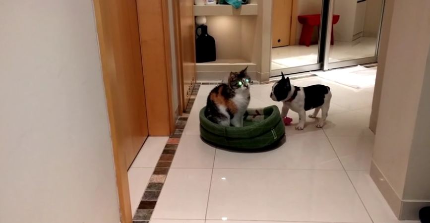 French Bulldog puppy reclaims bed from cat